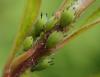 Aphis pomi